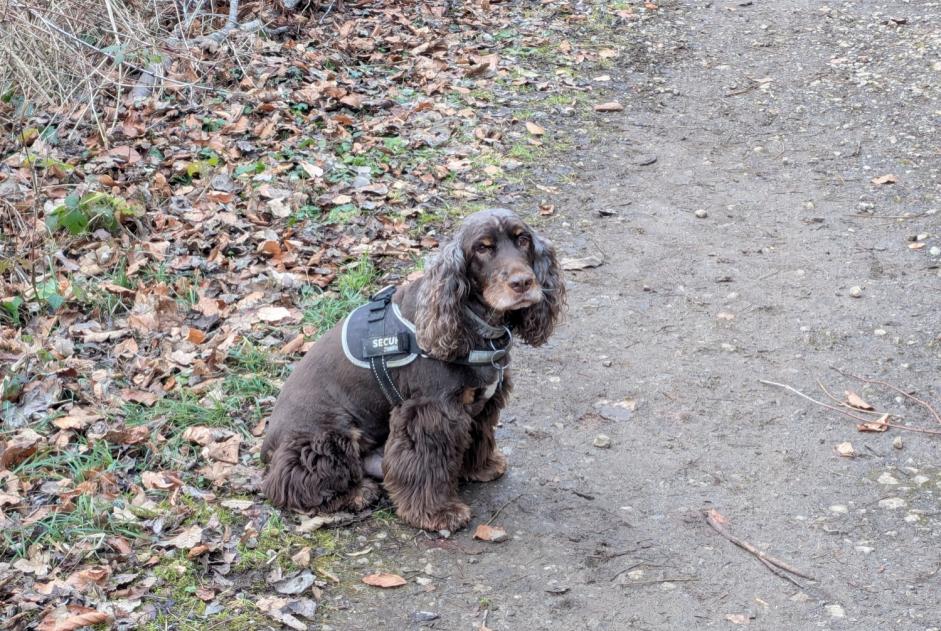 Alerta de Desaparición Perro Macho , 11 años Val de Briey Francia Alerta de Desaparición Perro Macho , 11 años Val de Briey Francia