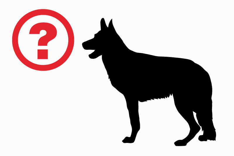 Alerta descoberta Cão Fêmea Champenoux France